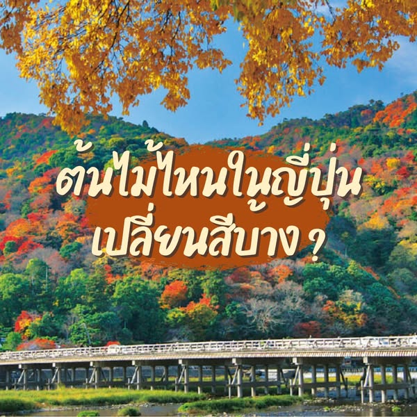 ต้นไม้ไหนในญี่ปุ่นเปลี่ยนสีบ้าง?